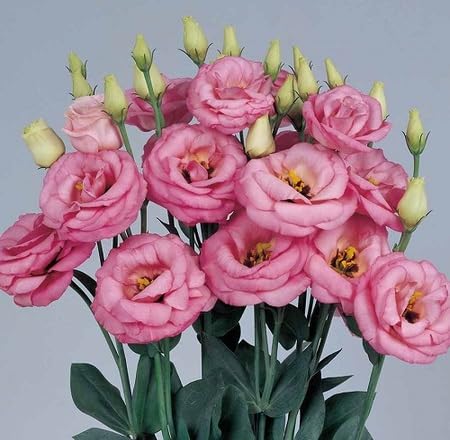 Pink Linanthus Grandiflorus Flower Seeds – Seeds for Planting, Heirloom, Non-GMO, High Germination Organic Garden Seeds