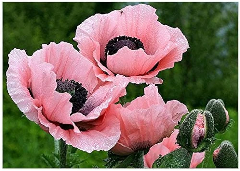 rosa farbe flower seeds
