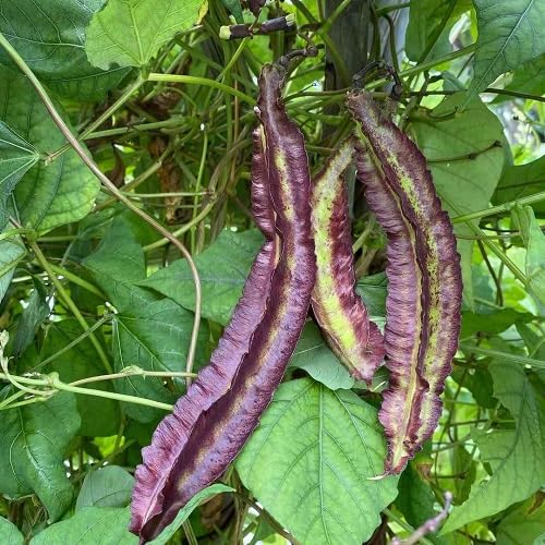 Lila Flügelbohnen-Samen – Alte Sorte, gentechnikfrei, hohe Keimrate, Bio-Gartensamen zum Anpflanzen