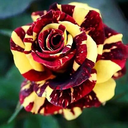 Maroon Yellow Rose Flower Seeds – Heirloom, Non-GMO, High Germination Seeds
