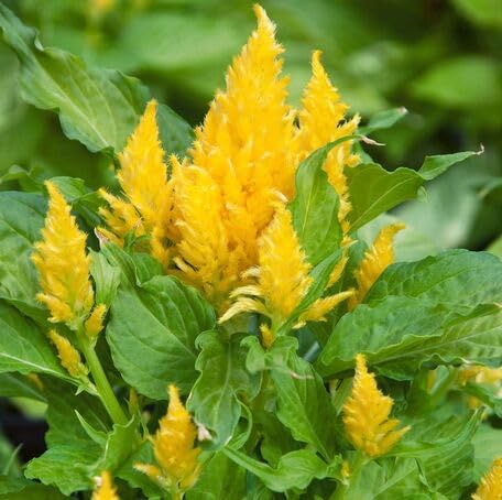 Yellow Celosia Flower Seeds – Heirloom, Non-GMO, High Germination Organic Garden Seeds