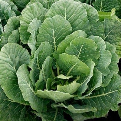 Collard Seeds – Heirloom, Non-GMO, High Germination Organic Garden Seeds Planting