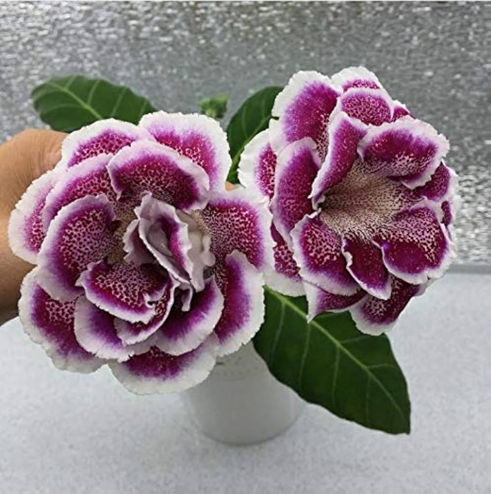 gloxinia sinningia flower seeds