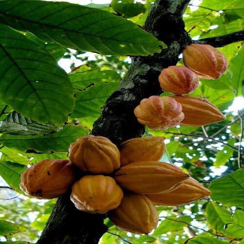 Yellow Cocoa Seeds – Heirloom, Non-GMO, High Germination Organic Garden Seeds
