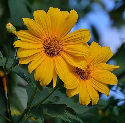 Yellow Diversifolia Flower Seeds for Planting – Heirloom, Non-GMO, High Germination