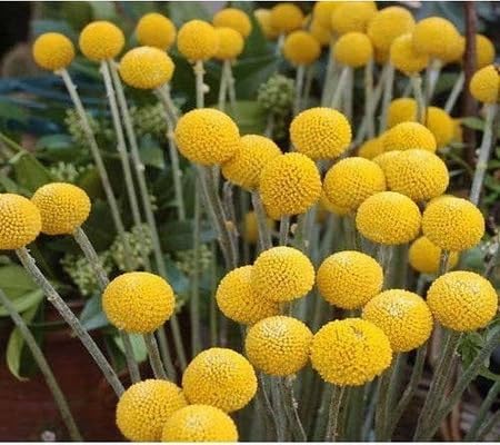 Pycnosorus Flower Seeds Heirloom Non-GMO High Germination Organic Garden Seeds for Planting