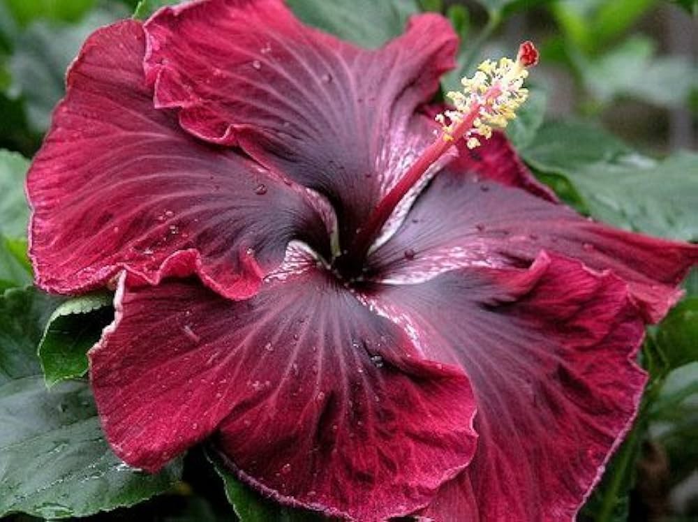 Maroon Hibiscus Sabdariffa Flower Seeds – Heirloom, Non-GMO, High Germination Seeds