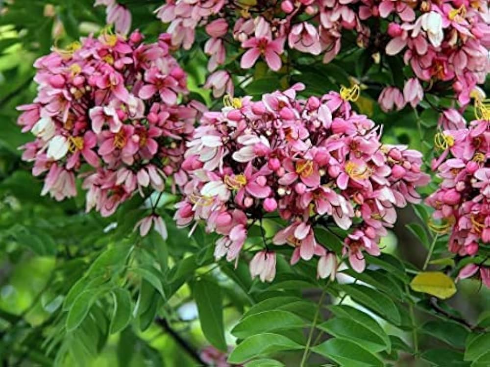 pink eastern flower seeds