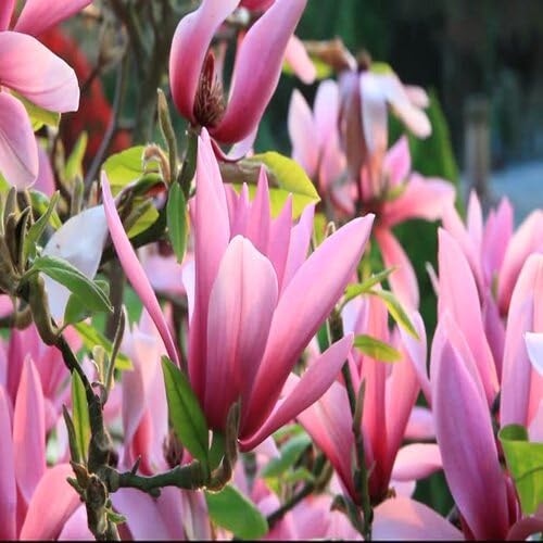 pink magnolia flower seeds
