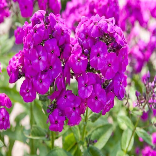 Semillas de Flor Phlox Púrpura Gigante – Cimarrón, No OGM, Semillas Orgánicas de Alta Germinación para Jardín