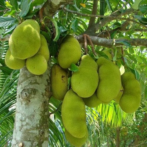 Green Jack Seeds – Heirloom, Non-GMO, High Germination Organic Garden Seeds