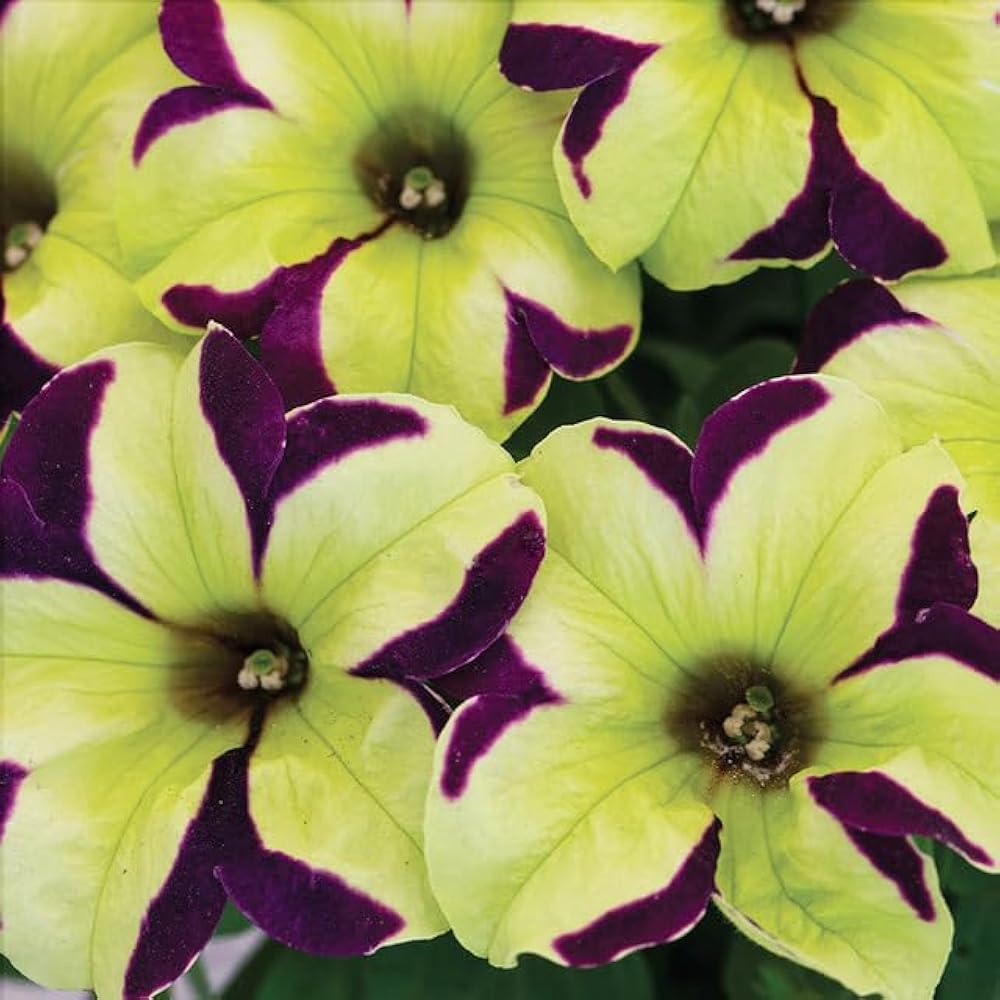Yellow Marron Petunia Flower Seeds – Heirloom, Non-GMO, High Germination Organic Garden Seeds for Planting