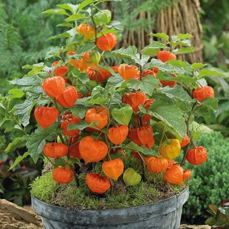 Orange Lampion-Stachelbeer-Samen – Alte Sorte, Non-GMO, hochkeimfähig, Bio-Gartensamen zum Pflanzen