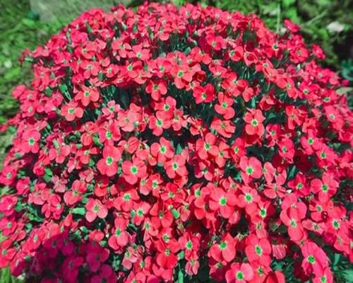 Red Cress Flower Seeds for Planting (Heirloom, Non-GMO) High Germination Organic Garden Seeds