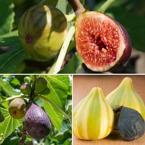 Mixed Carica Fruit Seeds – Heirloom, Non-GMO, High Germination Organic Garden Seeds
