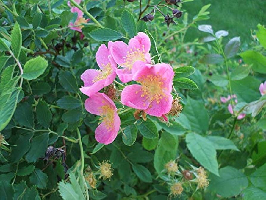 prairie wild flower seeds