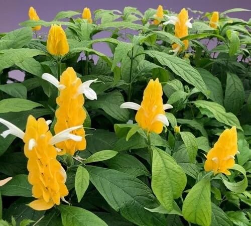 Yellow Pachystachys Flower Seeds Heirloom Non-GMO High Germination Organic Seeds