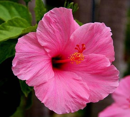 Hibiscus Flower Seeds Perennial for Planting – Heirloom Non-GMO Organic Garden Seeds High Germination