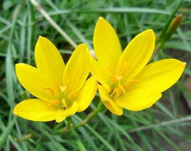 Yellow Zephyranthes Flower Seeds – Heirloom Non-GMO High Germination Organic Garden Seeds