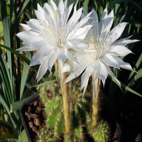 White Calochlora Flower Seeds – Heirloom, Non-GMO, High Germination Organic Garden Seeds for Planting