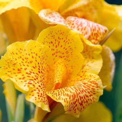Yellow Red Canna Lily Flower Seeds – Heirloom Non-GMO High Germination Organic Garden Seeds