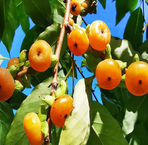 Orange Diospyros Seeds for Planting – Heirloom Non-GMO High Germination Organic Garden Seeds