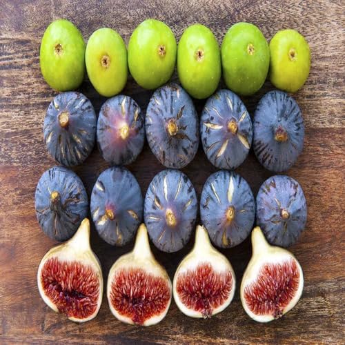 Mixed Fig Fruit Seeds – Heirloom, Non-GMO, High Germination Organic Garden Seeds