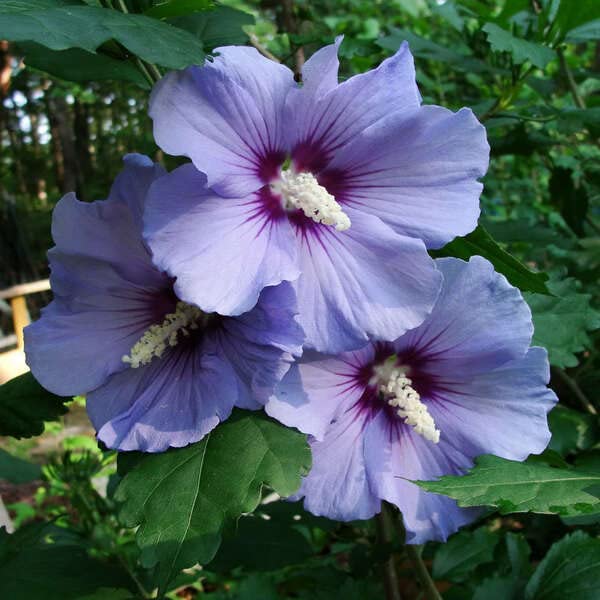 Lilac Hibiscus Syriacus Flower Seeds – Heirloom, Non-GMO, High Germination Seeds