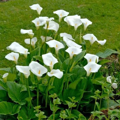 White Aethiopica Calla Lilly Flower Seeds Heirloom Non-GMO High Germination Organic Garden Seeds