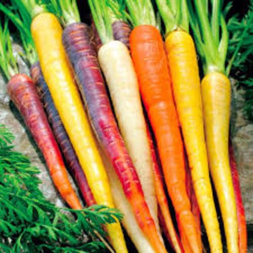 Mixed Carrot Seeds – Heirloom, Non-GMO, High Germination Organic Garden Seeds Planting