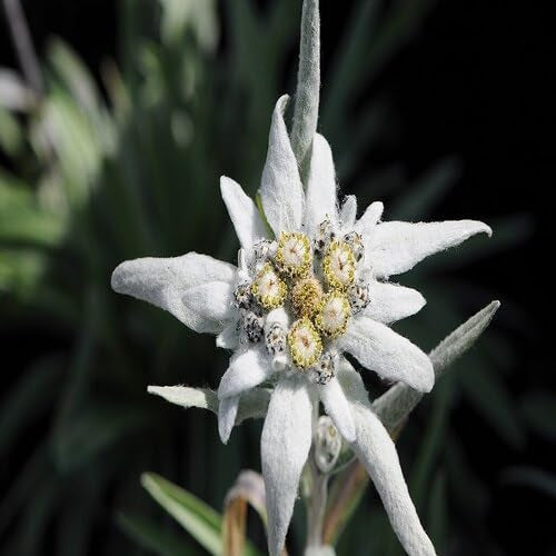 White Leontopodium Alpinum Flower Seeds Heirloom Non-GMO High Germination Organic Garden Seeds for Planting