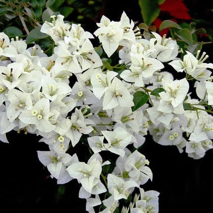 Bougainvillea Flower Seeds White Heirloom Non-GMO High Germination Organic Garden Seeds