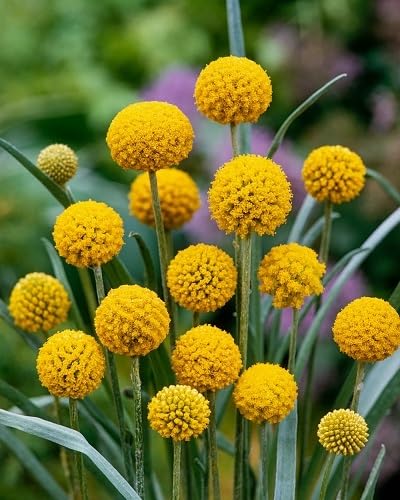Yellow Globosa Flower Seeds – Heirloom, Non-GMO, High Germination Seeds