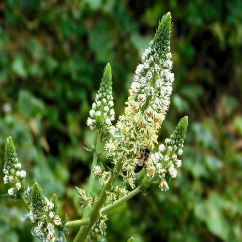 White Mignonette Flower Seeds Heirloom Non-GMO High Germination Organic Garden Seeds