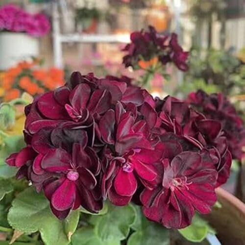 Schokoladen-Geranien-Blumensamen – Alte Sorte, gentechnikfrei, hohe Keimfähigkeit, Bio-Gartensamen zum Pflanzen