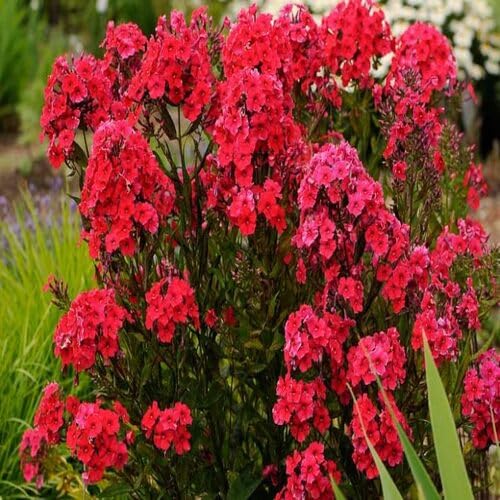 Red Phlox Flower Seeds Heirloom Non-GMO High Germination Organic Garden Seeds