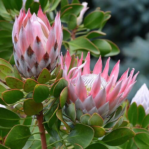 Pink Protea Flower Seeds for Planting – Heirloom Non-GMO High Germination Organic Garden Seeds