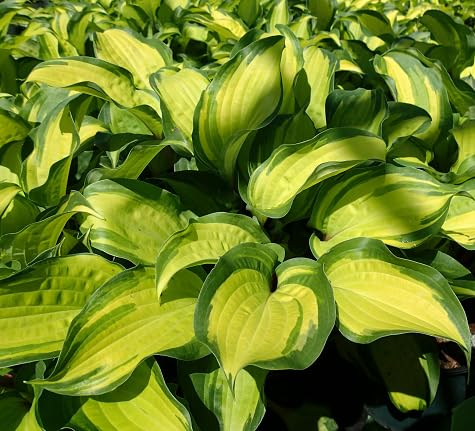 hosta heirloom non-gmo seeds