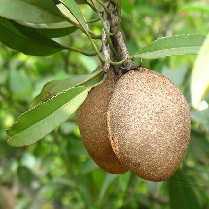 Brown Sapodilla Seeds – Heirloom, Non-GMO, High Germination Organic Garden Seeds