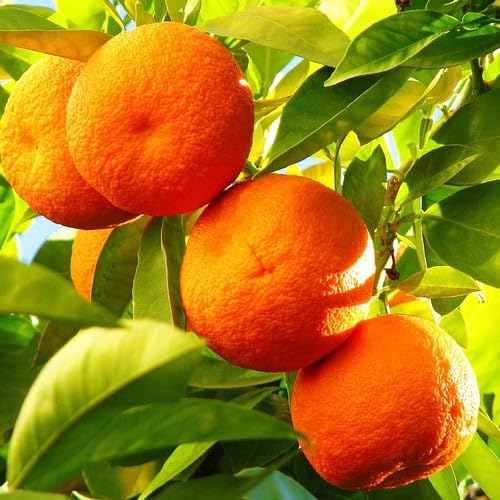 Citrus Calamondin Seeds Heirloom Non-GMO High Germination Organic Garden Seeds for Planting