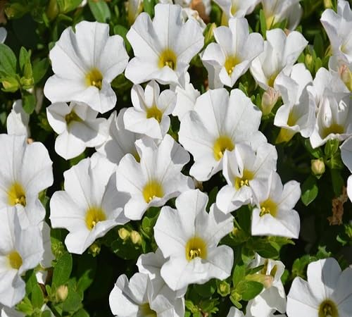 White Calibrachoa Flower Seeds Heirloom Non-GMO High Germination Organic Garden Seeds