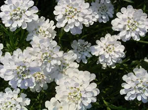 white white flower seeds