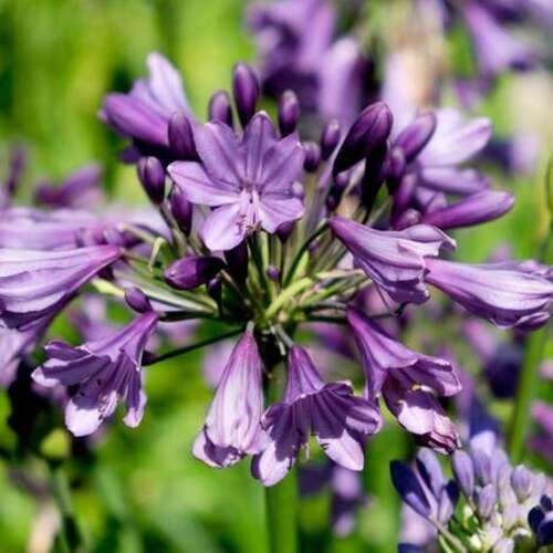 Purple Agapanthus Flower Seeds Heirloom Non-GMO High Germination Organic Garden Seeds for Planting