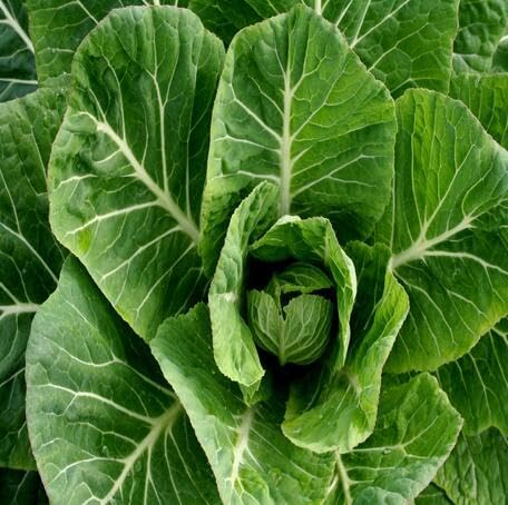Grüner Krauskohl – Alte Sorte, gentechnikfrei, keimfreudig, Bio-Gartensamen zur Pflanzung