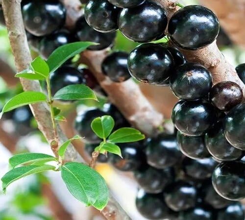 Black Jabuticaba Seeds – Heirloom, Non-GMO, High Germination Organic Garden Seeds