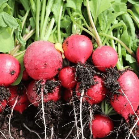 Red Radish Seeds – Heirloom, Non-GMO, High Germination Organic Garden Seeds Planting