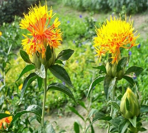 Safflower Seeds for Planting – Heirloom, Non-GMO, High Germination Organic Garden Seeds