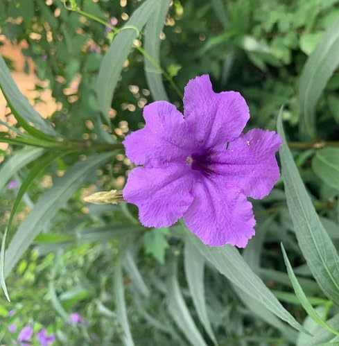 Purple Ruellia Tuberosa Flower Seeds Heirloom Non-GMO High Germination Organic Garden Seeds for Planting