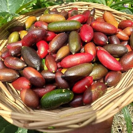 Mixed Finger Lime Seeds – Heirloom, Non-GMO, High Germination Organic Garden