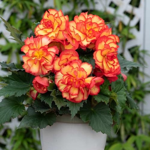 Semillas de flor de begonia roja tuberosa, reliquia, sin OMG, alta germinación, semillas orgánicas para jardín, para plantar